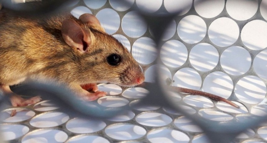 Información sobre hantavirus 