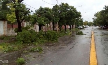 Inconvenientes por ramas y árboles caídos