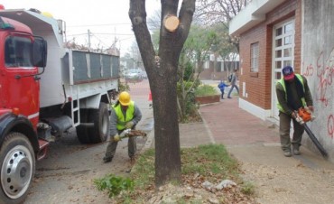 Continúa la campaña de poda de árboles
