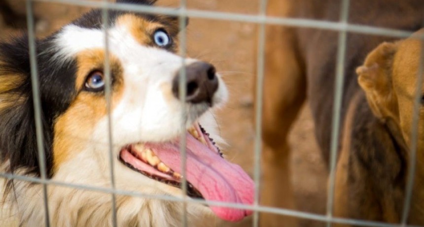 El sueño de la cucha propia, un evento para encontrar tu próxima mascota