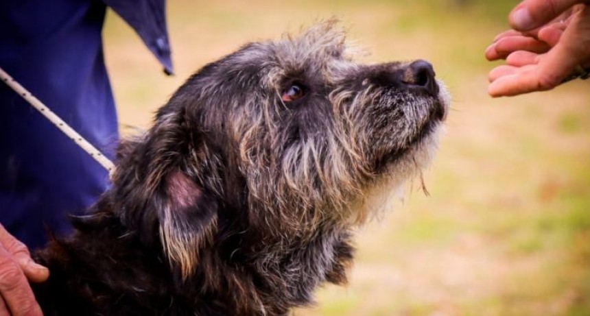 El sueño de la cucha propia, un evento para encontrar tu próxima mascota