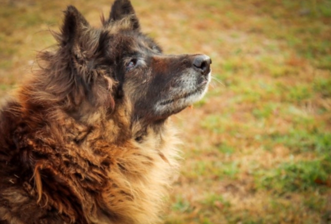  El Móvil de Veterinaria estará en el Barrio San Martín